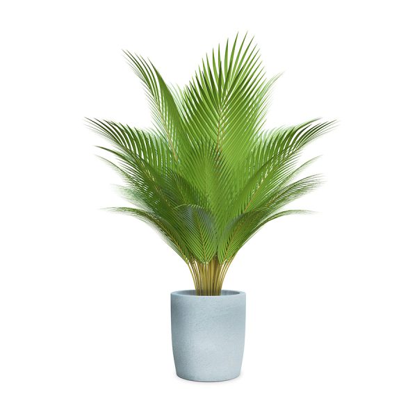 Faucibus blandit